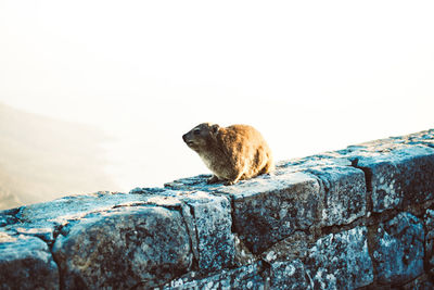 View of animal on rock against sky