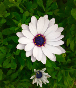 Close-up of white flower in park
