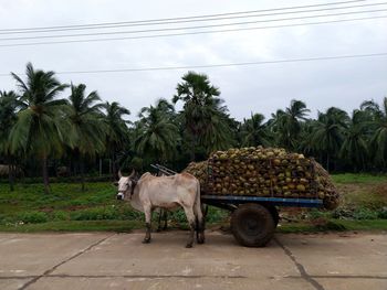 Bullocks in a coconut farm