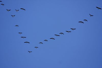 Low angle view of birds flying in sky