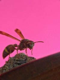 Close-up of insect on pink flower
