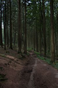 Road passing through forest