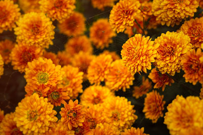 Background of yellow-orange chrysanthemums closeup in bright sunlight. autumn flowers in the garden.