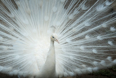 Close-up of peacock