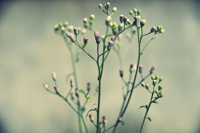 Close-up of plant