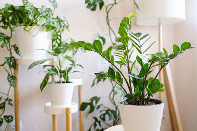 Close-up of potted plant on table at home