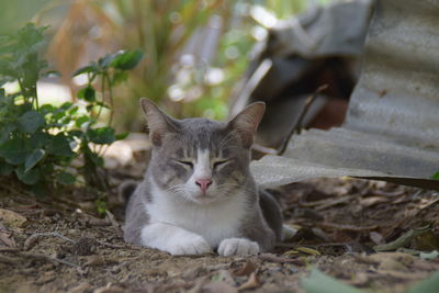Close-up portrait of a cat