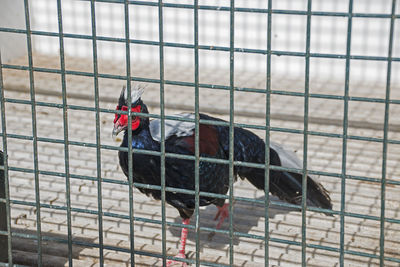 Close-up of bird in cage