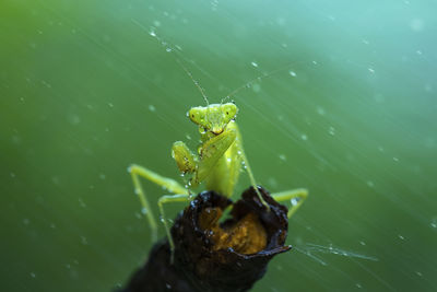 Close-up of spider on leaf