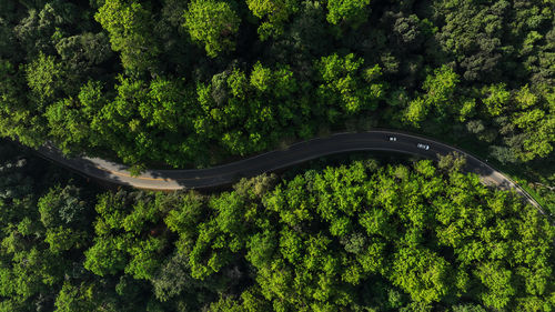 Aerial view of road in the middle of the forest 