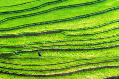 Full frame shot of terraced field