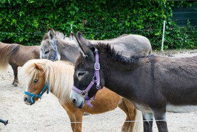 Horses standing on sand