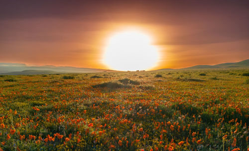 Scenic view of field against sky during sunset