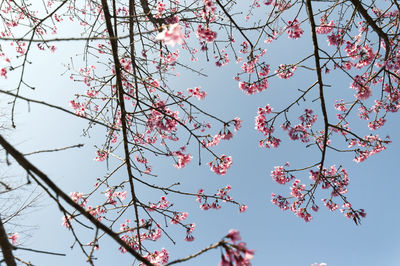 Low angle view of pink flowers