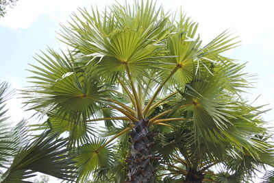 Low angle view of palm tree against sky