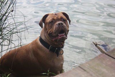 High angle portrait of dog sitting by lake