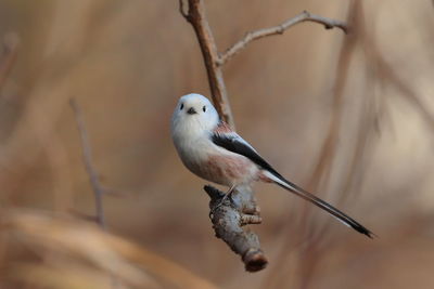 Close-up of bird perching on branch, long-tailed bird