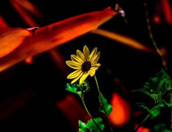 Close-up of flowers blooming outdoors