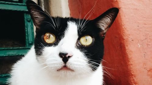 Close-up portrait of cat