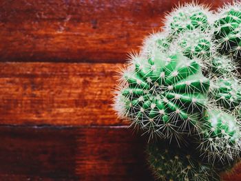 Close-up of cactus plant