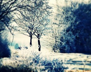 Bare trees on landscape against sky