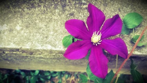 Close-up of purple flowering plant