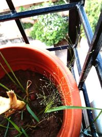 High angle view of crab on plant