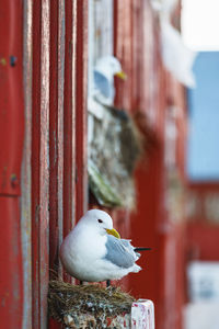 Black legged kittiwake nest at a house wall