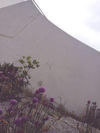 Pink flowering plants on land against sky