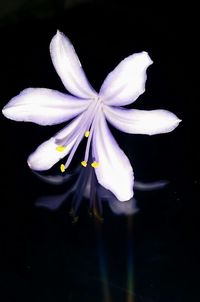 Close-up of white flower blooming against black background