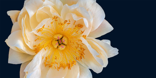 Close-up of white flower