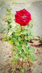 Close-up of red rose flower