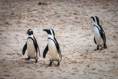 African penguins at boulders beach colony in cape town, south africa