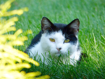 Portrait of cat lying on grassy field