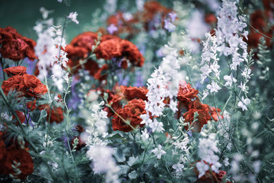 Close-up of red flowering plants in park