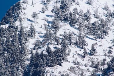 View of trees on snow covered landscape