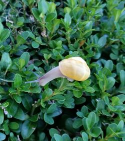 Close-up of snail on plant