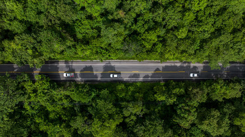 High angle view of trees in park