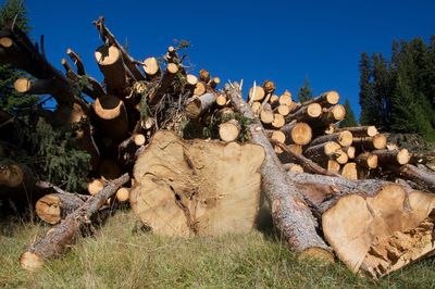 Stack of logs in field