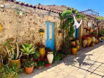 Potted plants against building