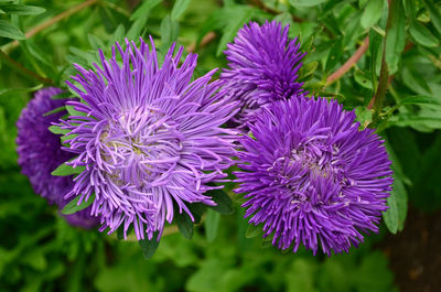 Close-up of purple flowering plant