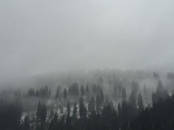 Trees in foggy weather