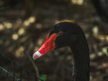 Close-up of black swan