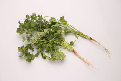 High angle view of plant against white background