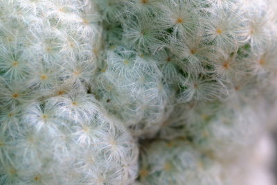 Close-up of dandelion on plant