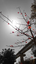 Low angle view of silhouette tree against sky