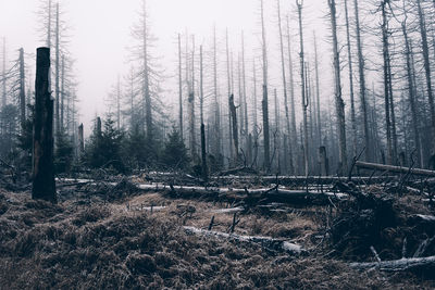 Plants growing on land in forest