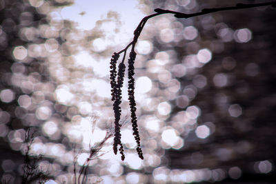 Close-up of frozen plant