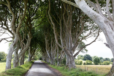 Treelined by empty country road