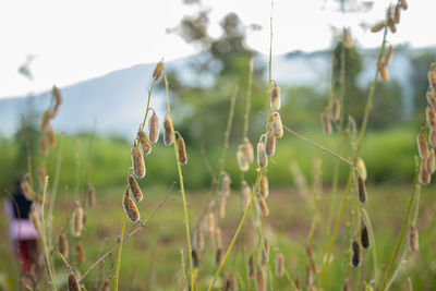 Close-up of plants growing on field